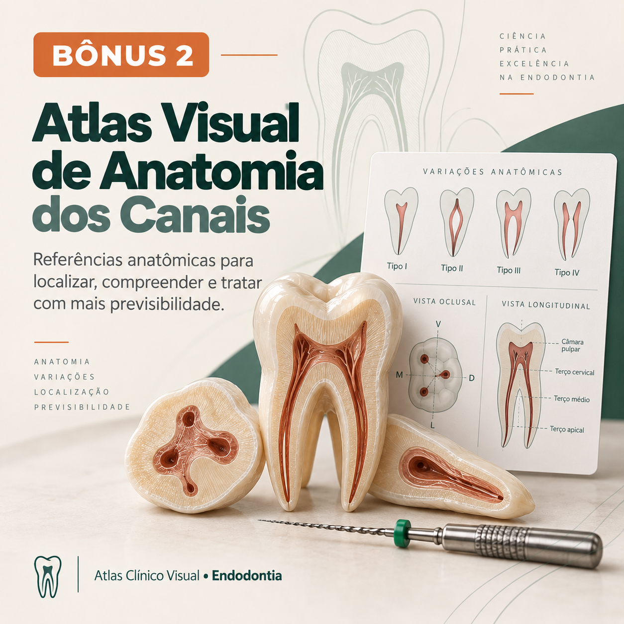 Atlas Visual de Anatomia dos Canais